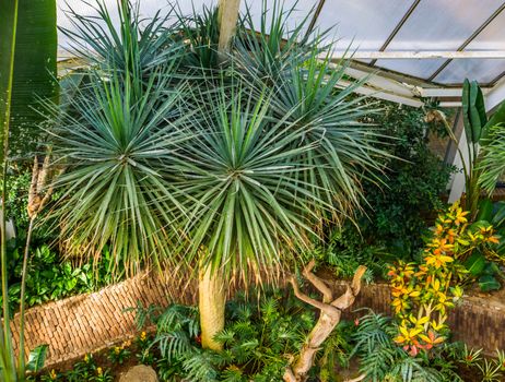 tropical garden in a green house with a dragon tree, popular plant specie with a vulnerable status, Native to the Canary Islands