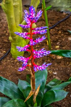 closeup of a Aechmea Blue Tango plant in a tropical garden, exotic cultivar from Florida, America