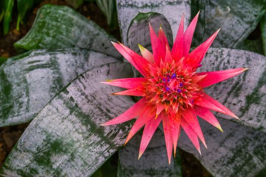 macro closeup of the blooming flower of a urn plant, colorful tropical specie from Brazil