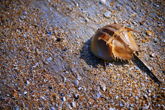 Horseshoe Crab on the coast covered by seashells 