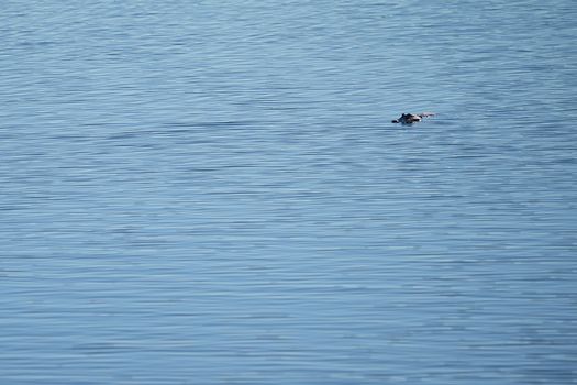 Alligator (Alligator mississippiensis) swimming in the lake