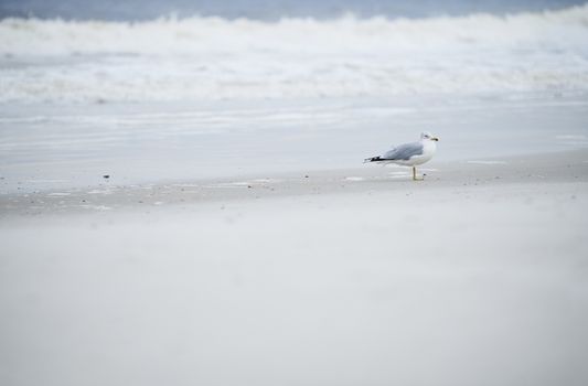 Single seagull at the ocean beach