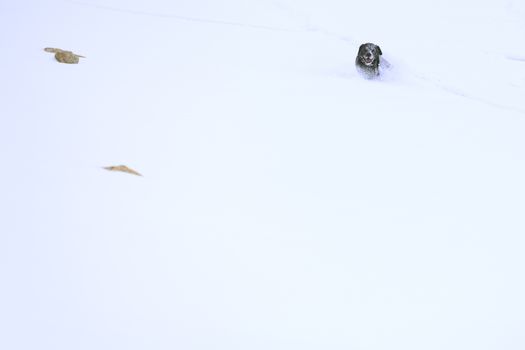 Black Labrador dog running through the snow in mountaint