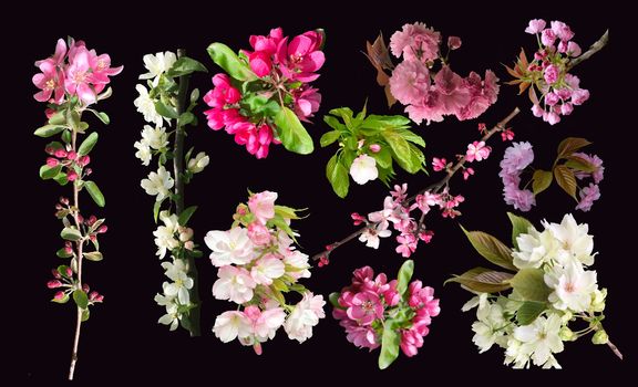 Collection of spring blossom and branch of cherry, sakura and apple tree flowers blooming. Isolated on black background.