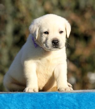 a little labrador puppy on a blue background