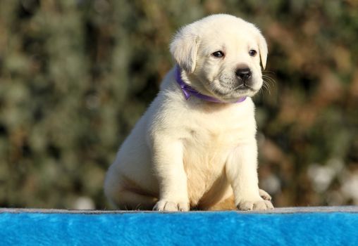 the little labrador puppy on a blue background