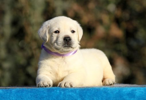 little labrador puppy on a blue background