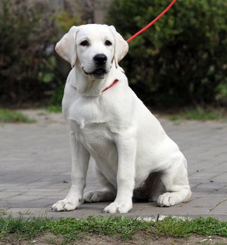 nice sweet little labrador puppy on a blue background