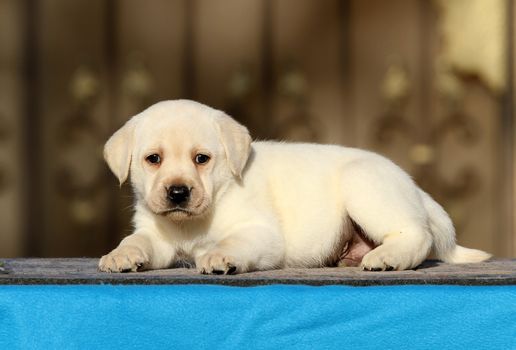 sweet little labrador puppy on a blue background