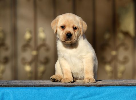 a sweet little labrador puppy on a blue background