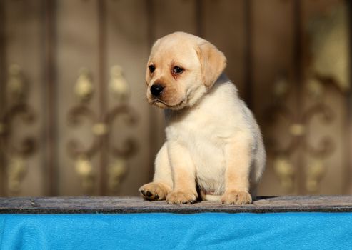 the sweet little labrador puppy on a blue background