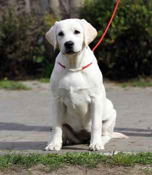 a nice sweet little labrador puppy on a blue background