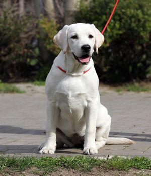 the nice sweet little labrador puppy on a blue background