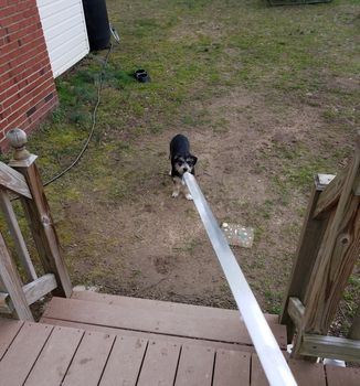 metal sword pointing at pet dog in the yard or lawn