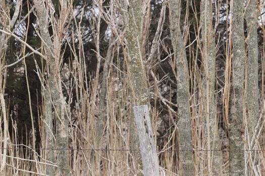 Old wooden fence post with barbwire in a pasture 