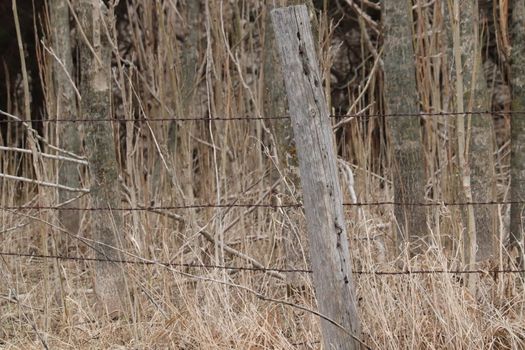 Old wooden fence post with barbwire in a pasture 