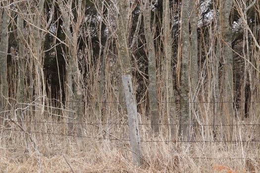 Old wooden fence post with barbwire in a pasture 