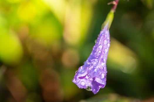 The background image of the colorful flowers, background nature