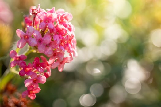 The background image of the colorful flowers, background nature