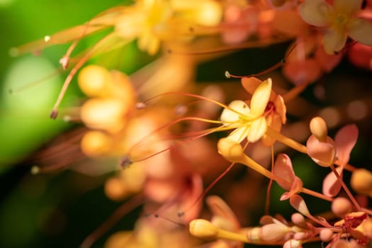 The background image of the colorful flowers, background nature