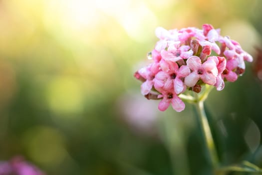 The background image of the colorful flowers, background nature