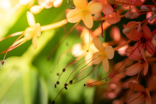 The background image of the colorful flowers, background nature