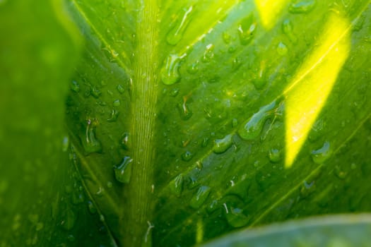 Close Up green leaf under sunlight in the garden. Natural background with copy space.