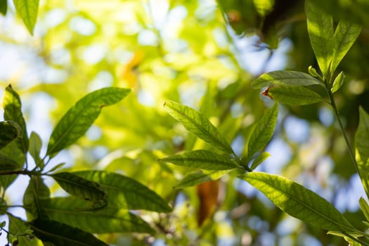 Close Up green leaf under sunlight in the garden. Natural background with copy space.