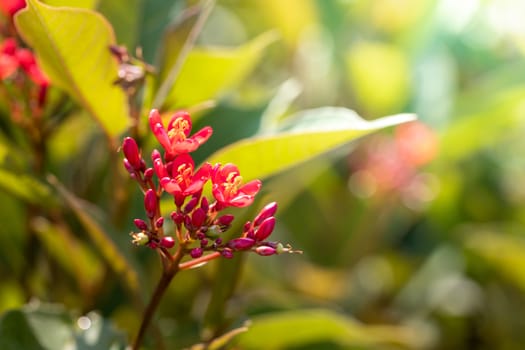 The background image of the colorful flowers, background nature