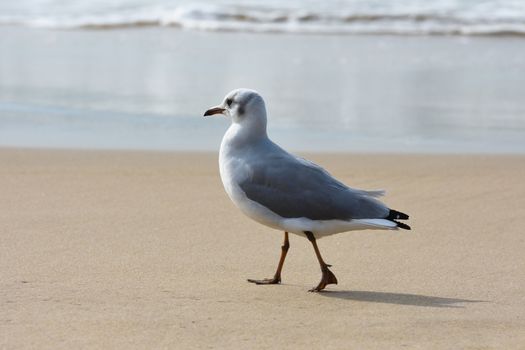 A Greyheaded seagull (Larus cirrocephalus) walking over the beach surf sand, Mossel Bay, South Africa