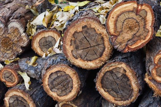 A stack of cut firewood (Vachellia sp.) with bark and autumn leaves, Pretoria, South Africa