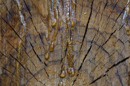 Framed crosscut section of a natural acacia tree wood stump (Vachellia sp.) with hardened resin sap, Pretoria, South Africa