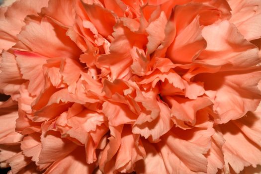 Vibrant pink carnation flower (Dianthus caryophyllus) petals frame, South Africa