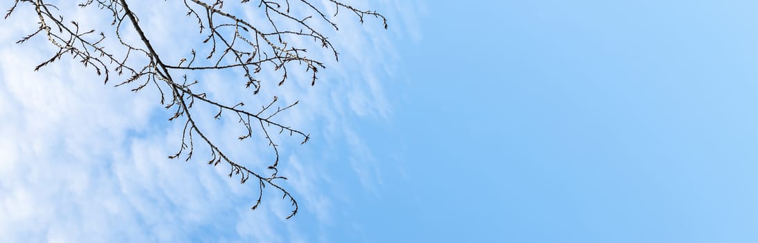 leafless tree branches against the blue sky. Bright Blue sky with white clouds over the horizon in sunny day. Nature sky background, texture for Design. Natural cloudy Wallpaper or Web banner With Copy Space