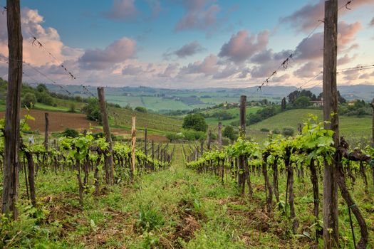 A lush, green grape orchard in Tuscany, Italy