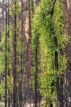 Australian trees looking like green fluffy things, with new leaf growth from top to bottom of their tree tranks and extending out along to tips of their branches