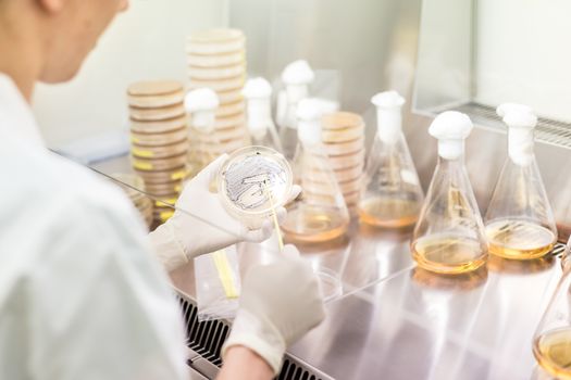 Female scientist working with laminar flow at corona virus vaccine development laboratory research facility. Corona virus pandemic concept. Development of virus treatment drug.