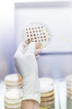 Female scientist working with laminar flow at corona virus vaccine development laboratory research facility. Corona virus pandemic concept. Development of virus treatment drug.