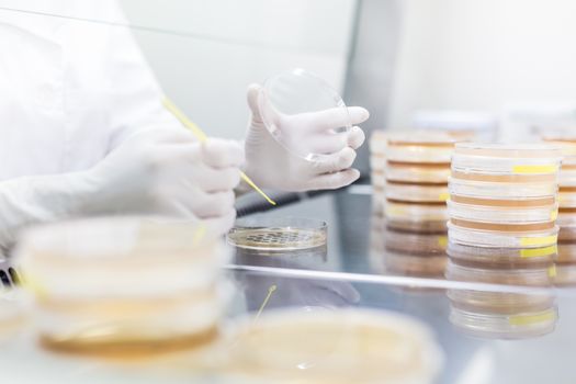 Female scientist working with laminar flow at corona virus vaccine development laboratory research facility. Corona virus pandemic concept. Development of virus treatment drug.