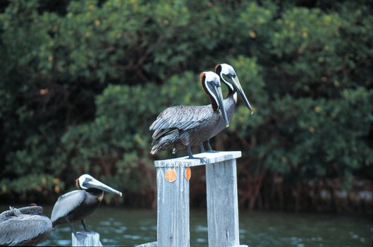 Brown pelicans on a maker in Ding Darling NWR Sanibel Florida.