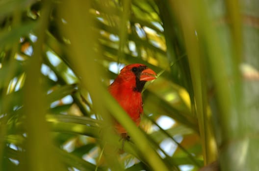 Male Cardinal bird in Areca Palms in Florida