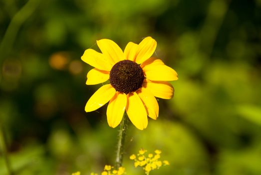 Rudbeckia hirta, commonly called black-eyed Susan, is a North American flowering plant in the sunflower family, native to Eastern and Central North America and naturalized in the Western part of the continent as well as in China.