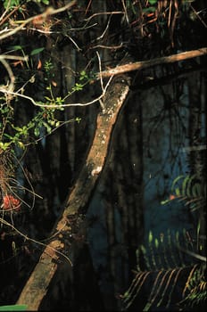 Fallen Tree Stump at Corkscrew Swamp Sanctuary