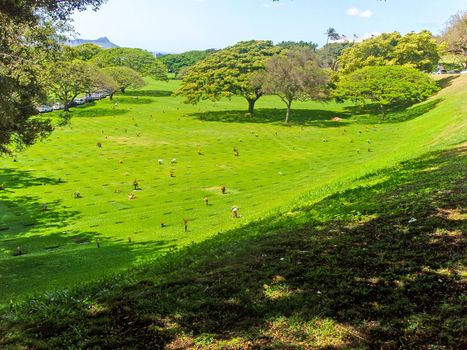 field of graves, punchbowl crater, honolulu HI