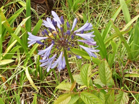 Blue wood-asterSymphyotrichum cordifolium, syn. Aster cordifolius, is a species of flowering plant in the family Asteraceae, native to eastern North America. An herbaceous perennial, it can be readily found along forest edges and in open areas, as well in urban areas and in cultivation.