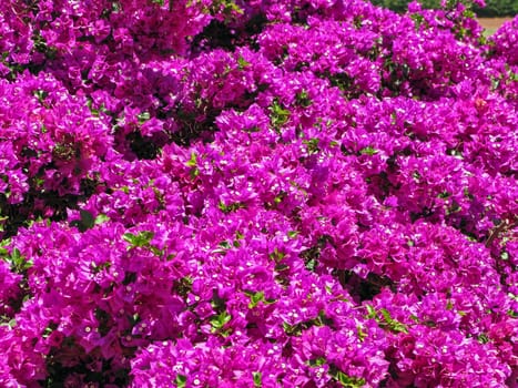 Bougainvillea is a genus of thorny ornamental vines, bushes, or trees. The inflorescence consists of large colourful sepallike bracts which surround three simple waxy flowers. It is native to South America from Brazil west to Peru and south to southern Argentina