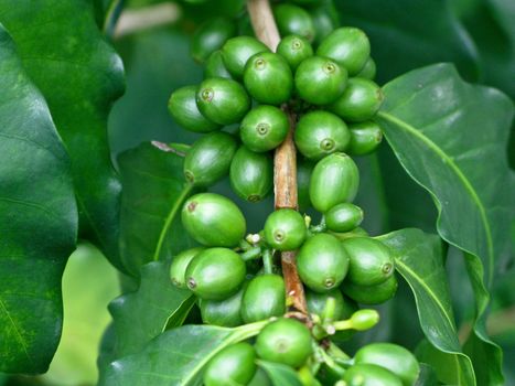 Green coffee beans on tree in Haraii