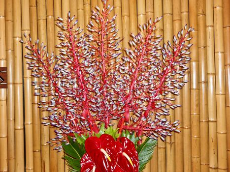 Anthurium, is a genus of about 1000 species of flowering plants, the largest genus of the arum family, Araceae. General common names include anthurium, tailflower, flamingo flower, and laceleaf.