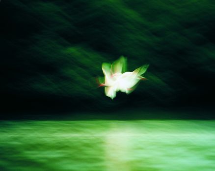 White Ibis flying in across water with mangroves behind