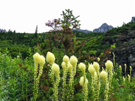 Glacier National Park Montana Rocky Mountains usa